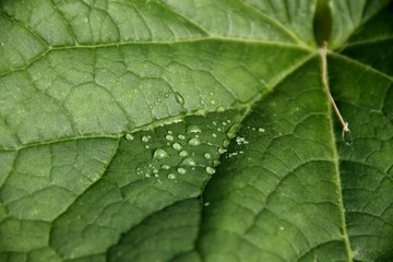 Water drops on a young green leaf of a plant.