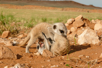 Fototapeta premium suricate babies playing