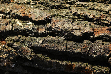 wooden texture background