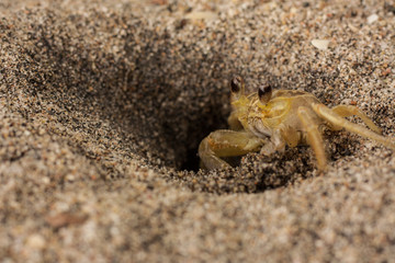 Sea crab on the sand 