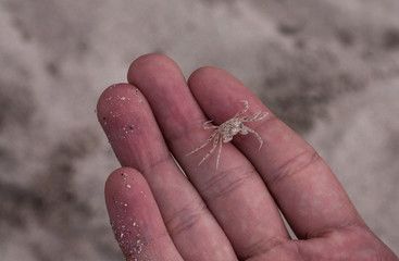 Sea crab on the sand 