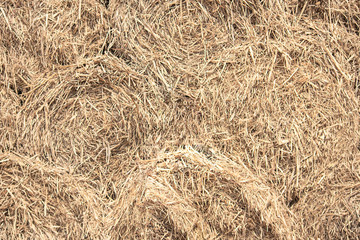 A pile of stacked straw Used as a background