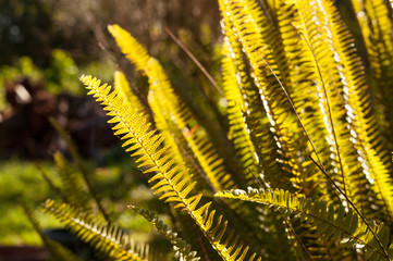 closeup of fern leaves