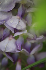 Wisteria after the rain