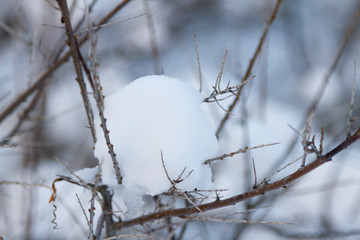 fluffy white snow on bare thorny branches