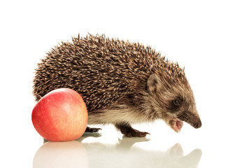 Beautiful cute little hedgehog with an open mouth and an apple