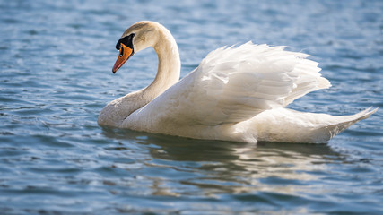 Schwan, Schwäne, Wasservogel, See, 