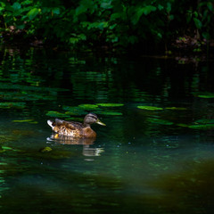 The duck floats in the pond
