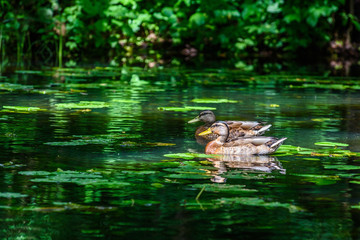 The duck floats in the pond