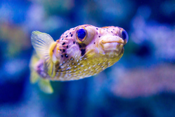 Smiling Puffer Fish