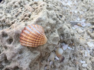 One shell on the rock
