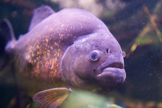 2 673 Best Amazon River Underwater Images Stock Photos Vectors Adobe Stock 2 673 Best Amazon River Underwater Images Stock Photos Vectors Adobe Stock