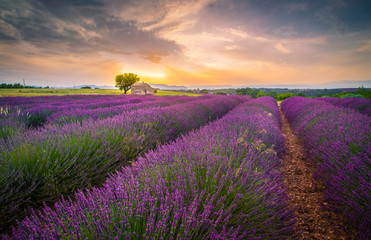 Fototapeta na wymiar A lonely house surrounded by lavander fields in Provence, France
