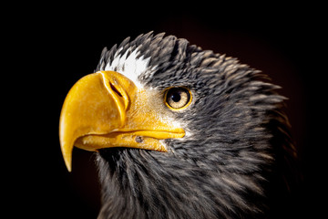 Animals: Adler