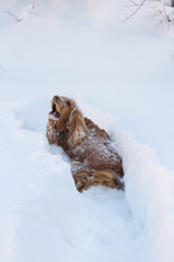 english cocker spaniel stuck in deep snow