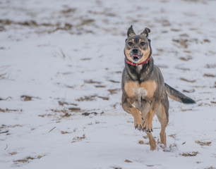 running dog