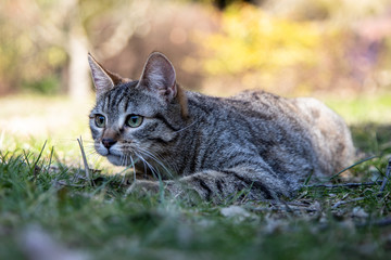 cat playing in a garden