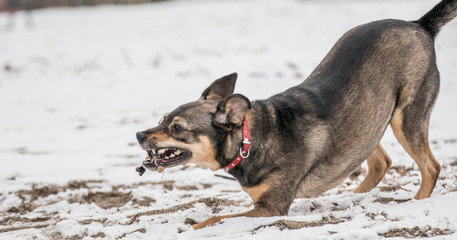 dog on the snowy beach