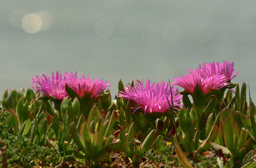 fioritura di Fico degli Ottentotti (Carpobrotus edulis) con sfondo mare