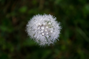 dandelion on background of green grass with water droplets