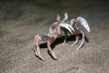 Crab