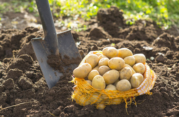 patate da semina nell'orto