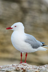Red-billed gull on the coast of Kaikoura peninsula, South Island, New Zealand