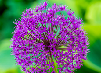 Allium flower in the garden