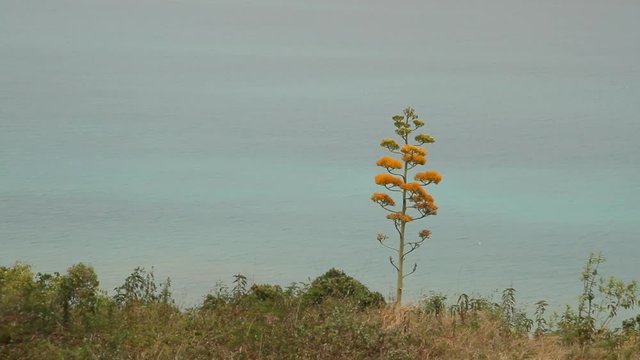Blooming agave plant on the island Antigua Caribbean - hummingbirds sucking from the blossoms