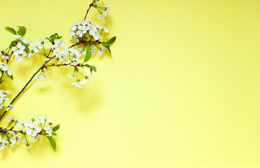 Fototapeta na wymiar Cherry blossoms on the branch on the yellow background. Copy space