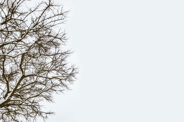 Fototapeta na wymiar Branches of trees with snow against the sky in winter. Background.