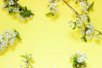 Cherry blossoms on the branch on the yellow background. Copy space