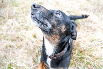 Cute old black dog and brown puppy playing on a grass - rescue dogs found a new home