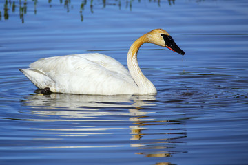 Trumpeter swan in Yellowstone National Park, Wyoming