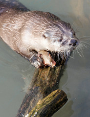 Fischotter Portrait im Wildpark 