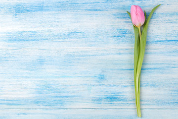 Fototapeta na wymiar Beautiful flower pink tulip on a blue wooden background. top view. space for text spring. holidays.