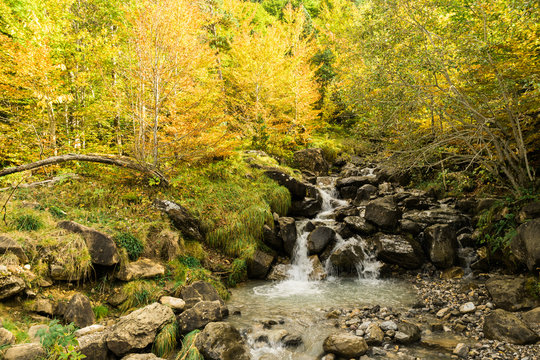 Creek in the forest, Pyrenees Mountains, Gavarnie, France