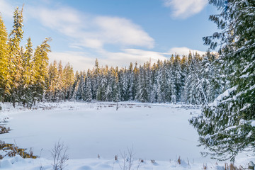 Frozen pond and snowy forest