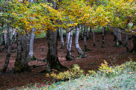 Beautiful fall scene of a forest in the Pyrenees Mountains, Gavarnie, France