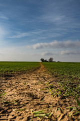Obraz premium Path through young wheat in late winter taken at ground level