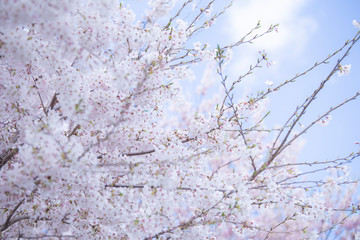 満開の桜　春
