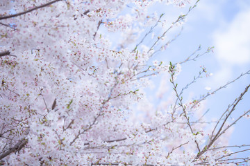 満開の桜　春