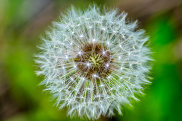 Dandelion seed pod 