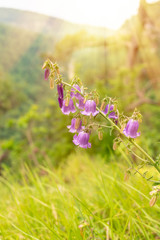 Purple flower campanula against the backdrop of mountains and sky, lit by the setting sun