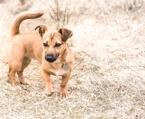 Naklejka na ściany i meble Cute brown puppy sitting on a grass - rescue dog found a new home
