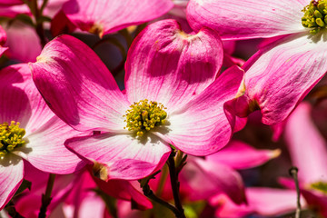 Fototapeta na wymiar Pink Dogwood tree blossoms