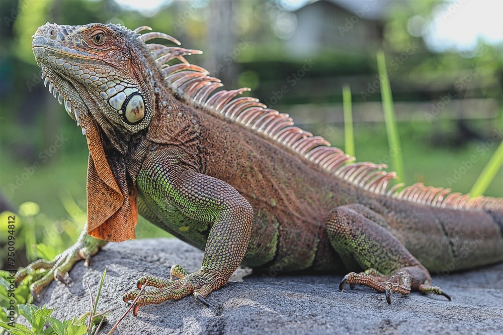 Wall mural green iguana on a branch