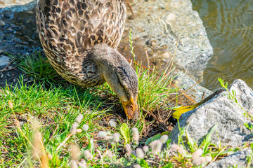 Female mallard duck eating