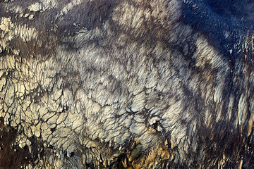 Detailed macro picture of water buffalo's (Bubalus bubalis) skin. Texture, background.