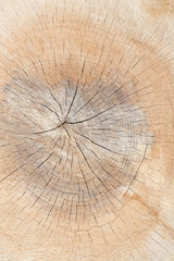 Kern eines hellen, rissigen Baumstammes mit Jahresringen - Hochformat